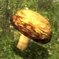 Harvestbrownmushroom.jpg