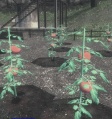 Harvesttomatoesf.jpg