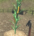 Harvestcornf.jpg