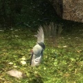 Harvestbird.jpg
